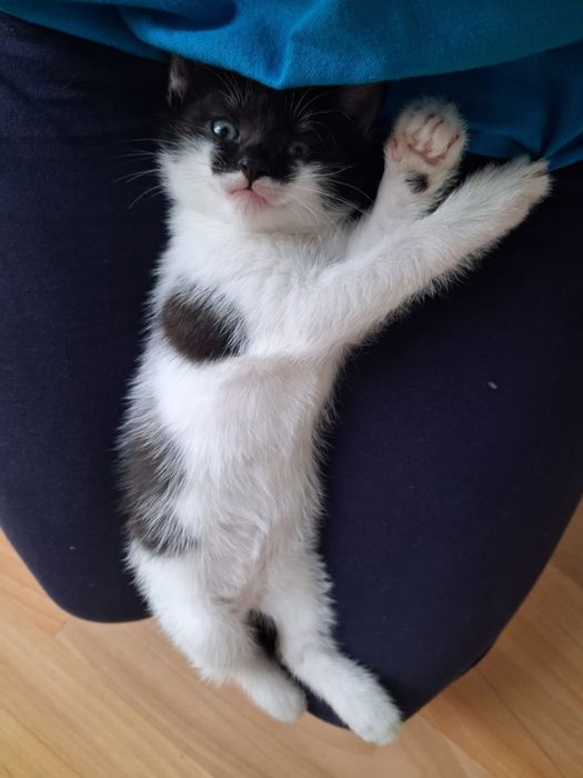 Катята два месяца