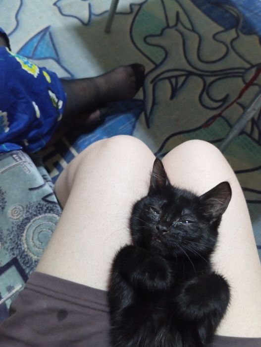 котёнок в добрые руки