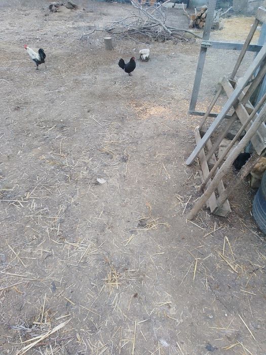 Porumbei jucători și misirlii, galateni și găini pitici de vânzare