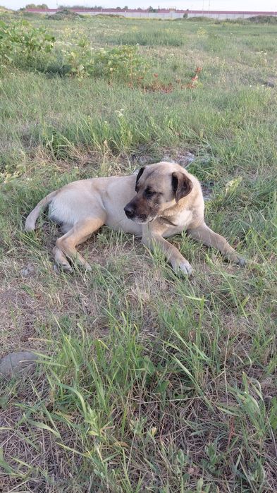 Dau spre adoptie metis kangal virsta 1.5 ani
