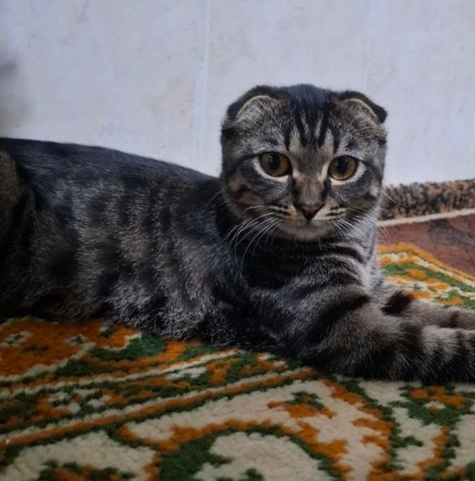Zotdor mushuk sotiladi