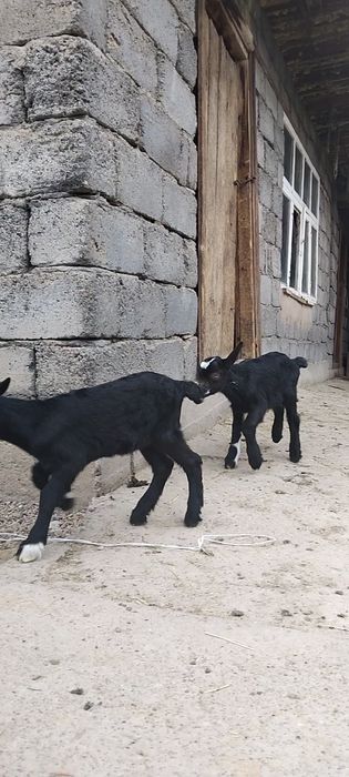 Альпийский ешкі сатылады