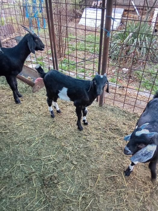 Vand tap anglonubian