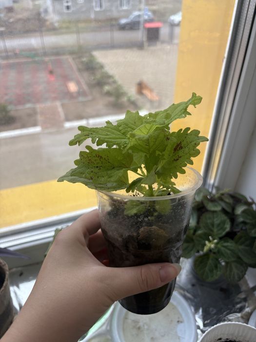 Продаются отростки