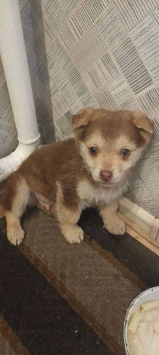 Отдам в добрые руки