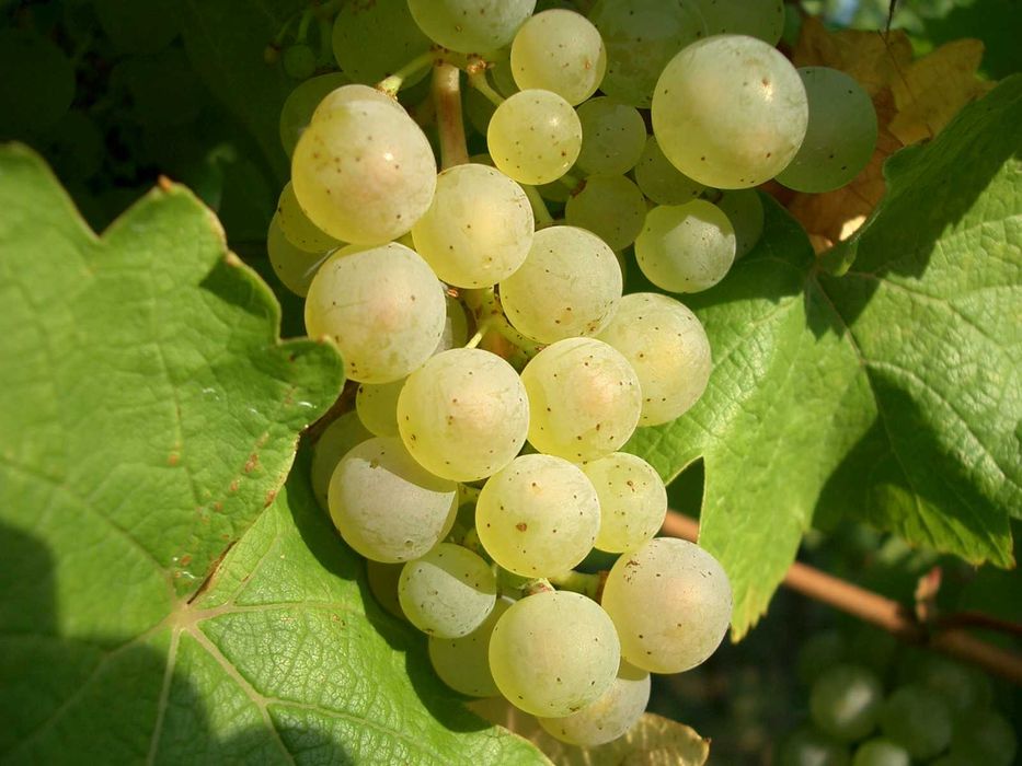Struguri de vin adusi acasa diverse soiuri albi-negri, preț producător livrare la locație în Arges