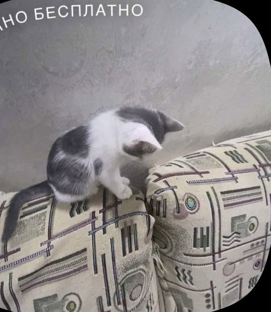 мальчик двухмесячный котёнок, спокойный,приучен к туалету