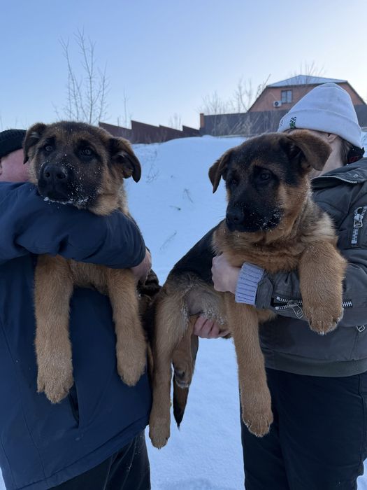 Продажа щенков немецкой овчарки