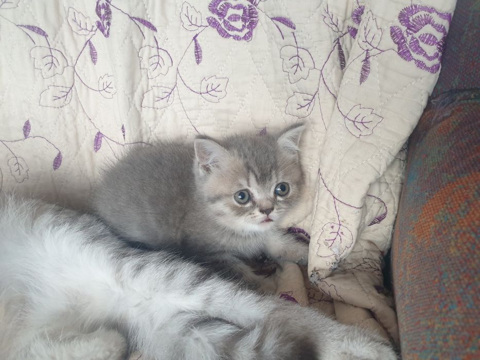 pisici disponibili british