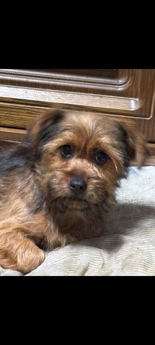 Yorkshire Terrier  Gold