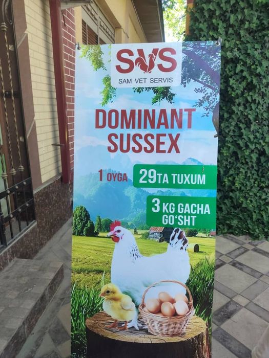 Dominant Sussex 70 kunlik jöjallari bor narxi 90000 mingdan