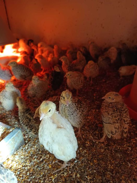 Prepelițe de 2 săptămâni