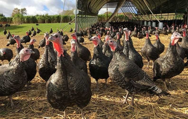 Индюк Бронза 708 яйца прямиком из Франции