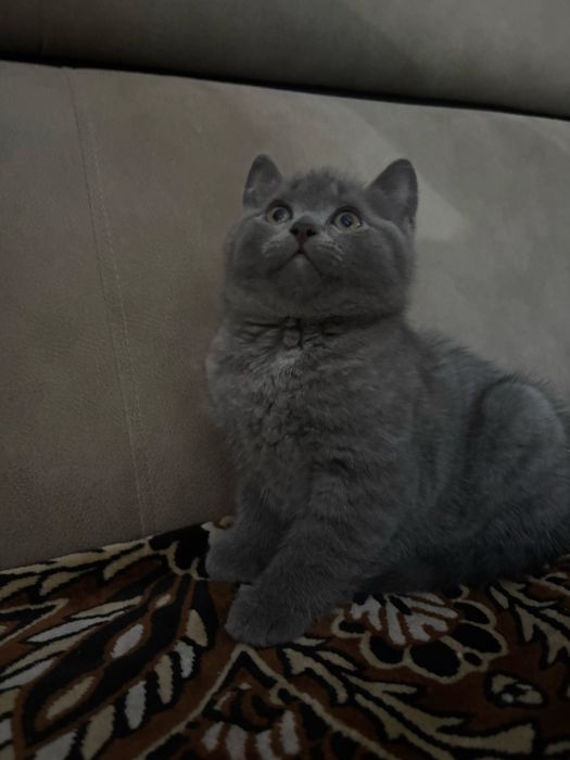 Продам британских котят, 2 девочки