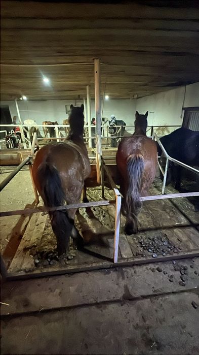 Продам лошадей  таичиков