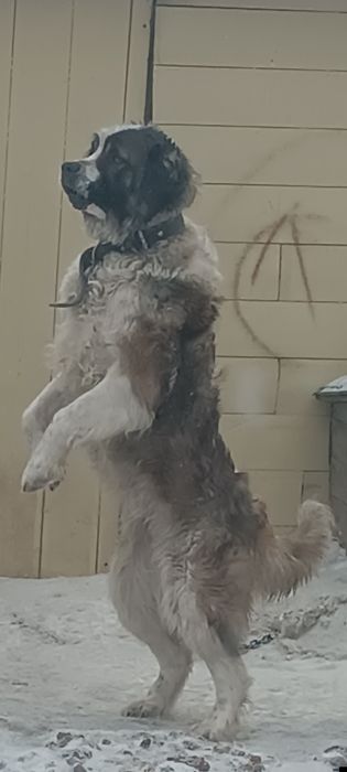 Московская сторожевая вязка!