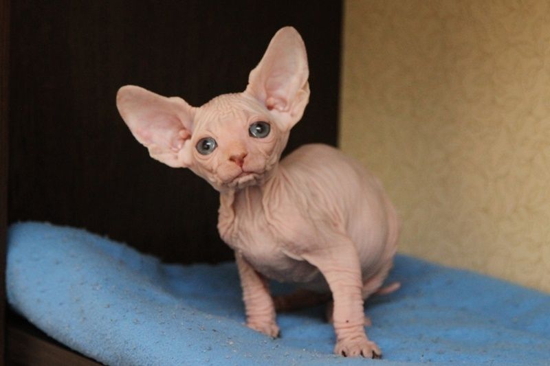 Котята канадского сфинкса
