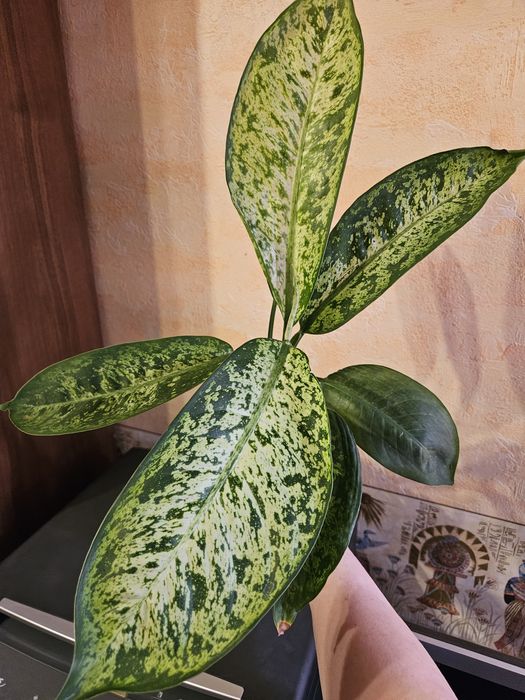 Продам комнатные растения