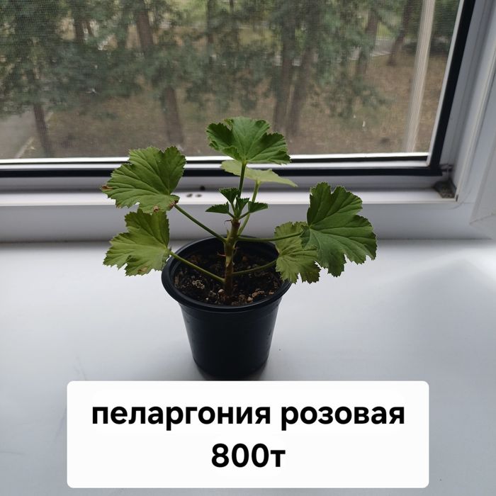 Комнатные цветы разные