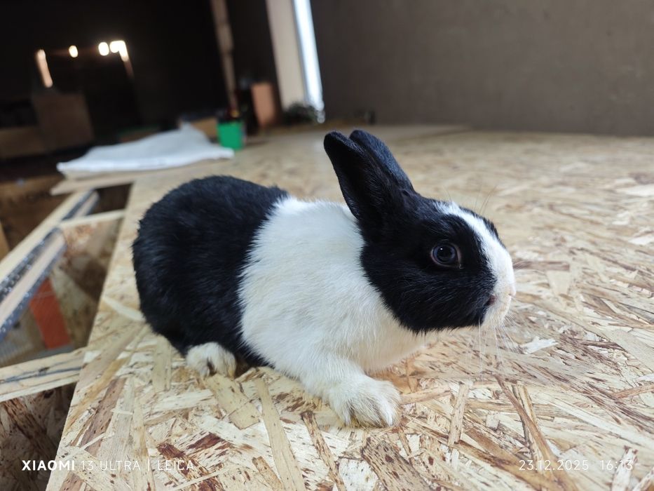 Кролики декоративные карликовые