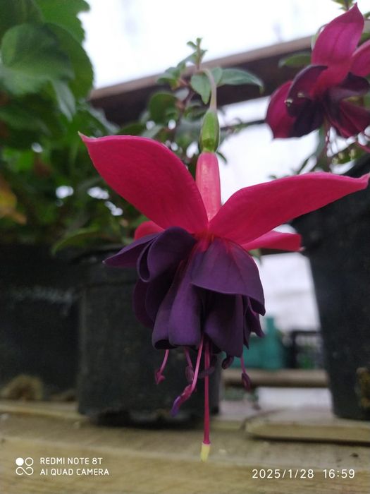 Домашние цветы герани