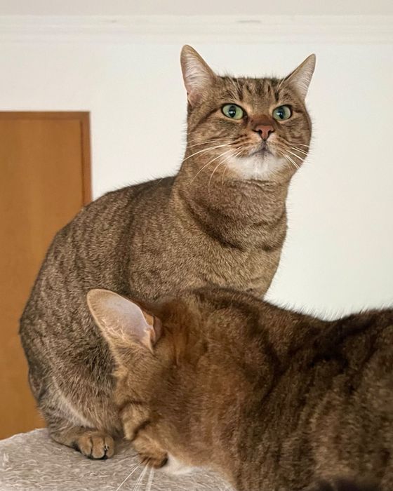 Мъжко таби коте търси дом