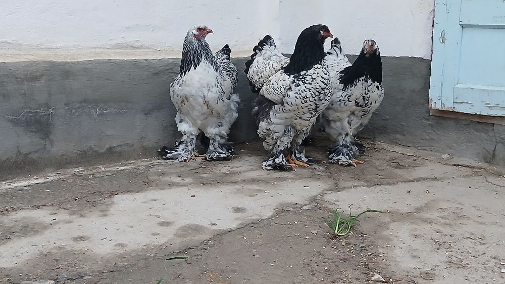 Brama tochkaliklar sptuvda