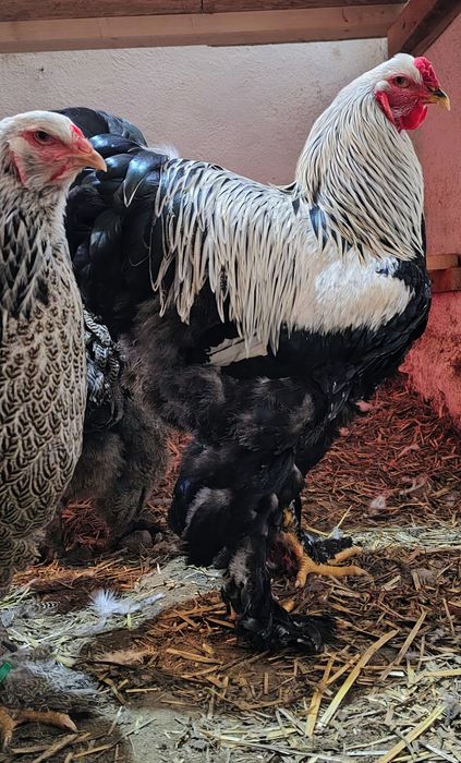 Vând ouă pentru incubat Brahma HI, BSO , Potarnichiu