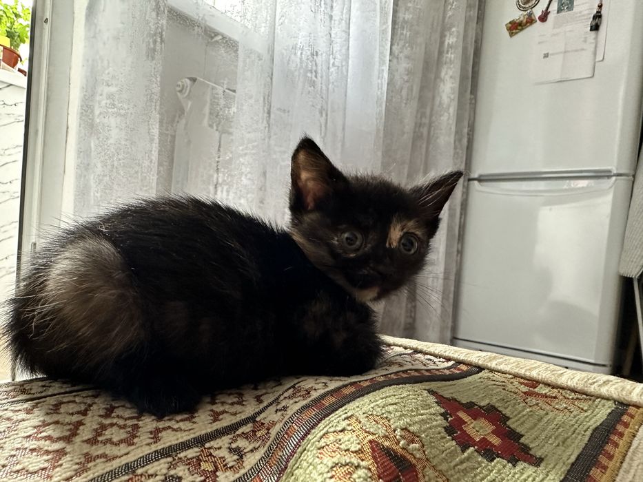 Отдам котёнка девочку