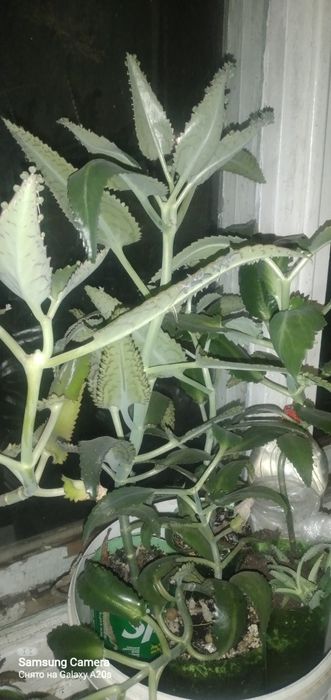 Продам комнатные цветы каланхоэ лекарственный