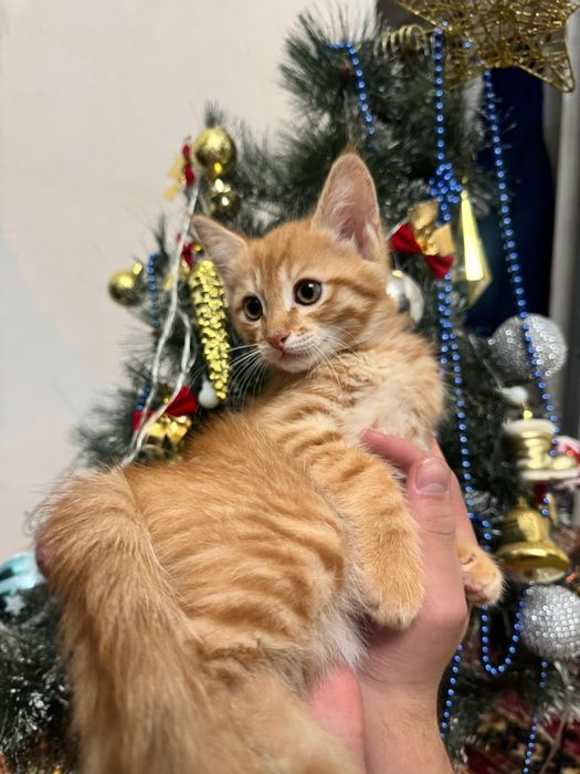 Ачеравашка котик