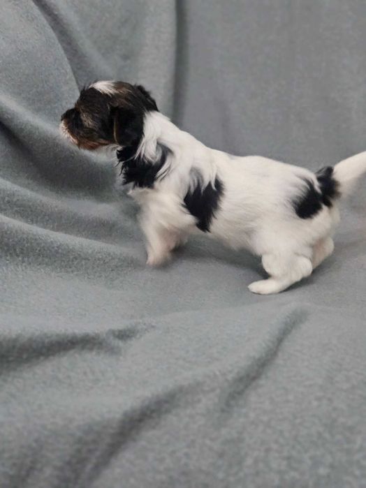 Йоркшийски териер -бивер