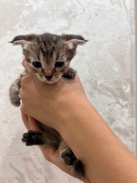 котята породистые
