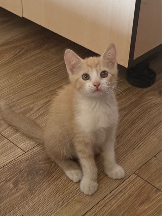 Отдам котенка, мальчик