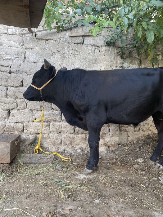 Boqma Buqa sotiladi