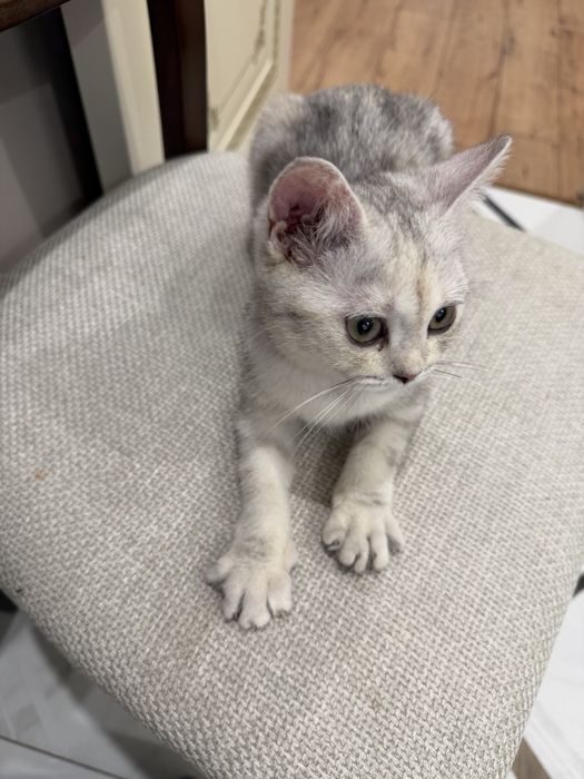 Продам шотладского котенка