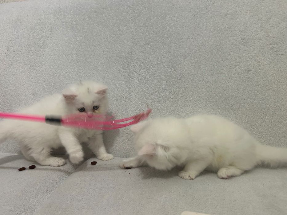 British Longhair White