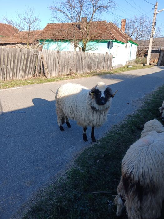 Berbecuț de vanzare