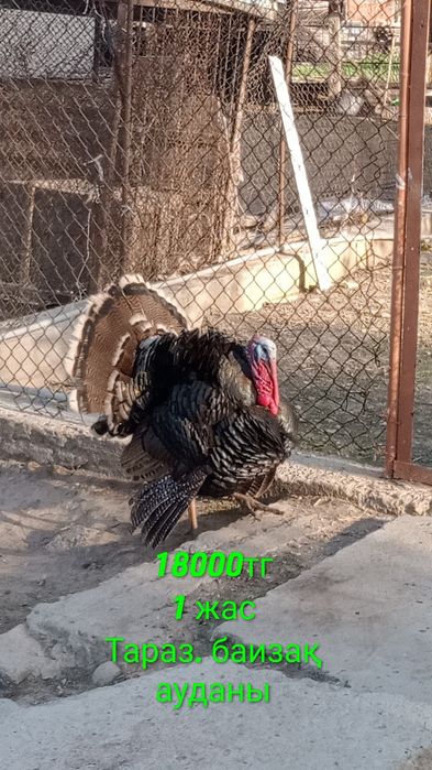 түие тауқ қораздары