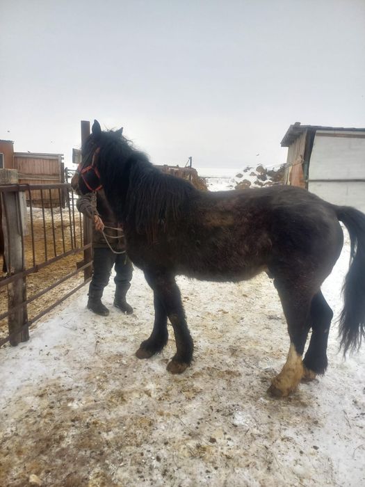 Продам жеребца обученного