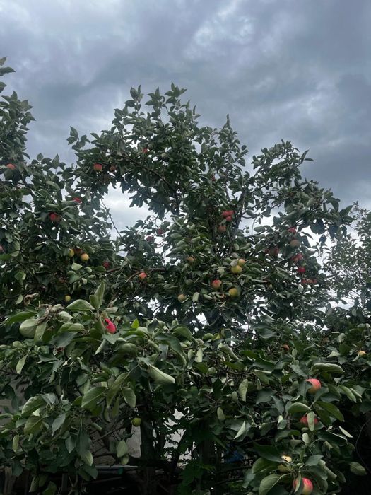 Продам Дом Бестобе напротив 101/Wildberries