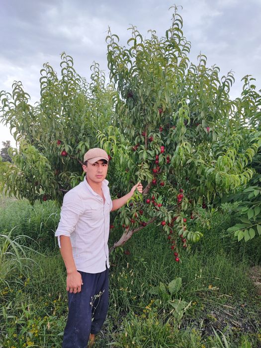 Мевали ку́чатлар. Самарканд Шредер с гарантией