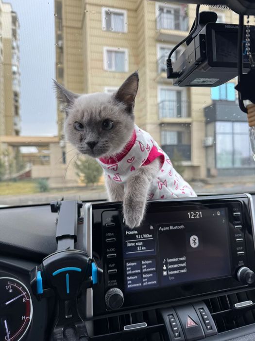 сиамский , колор-пойнт