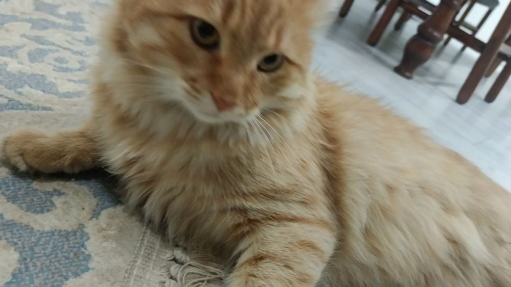 Пропал рыжий Кот!