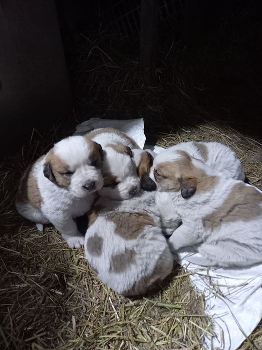 Продам щенков синбернара