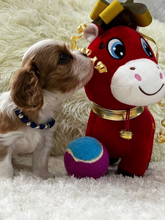 Кавалер кинг чарльз щенки