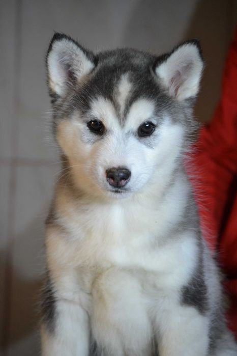 Husky Siberian cu pedigree