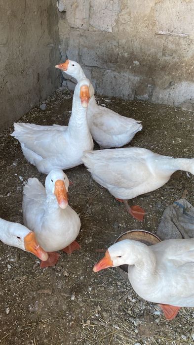 Продам белые красивые гуси