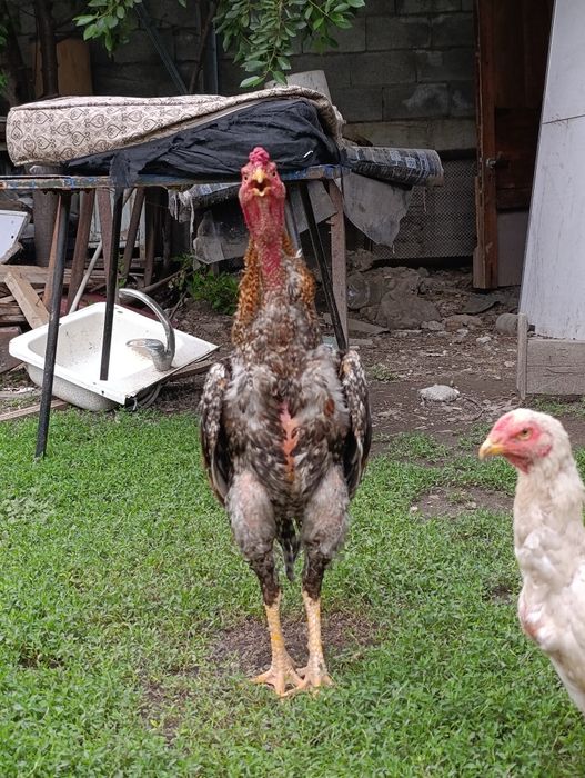 Продам Дакан 11 мес