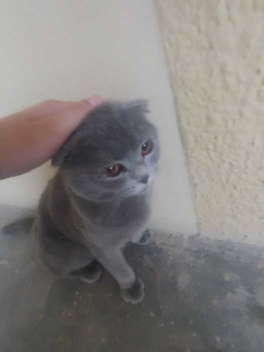 Scottish Fold,1,5 – 2,5 yosh,aqlli va odamga tez o‘rganuvchan,